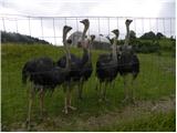 Ostrich (Struthio camelus)